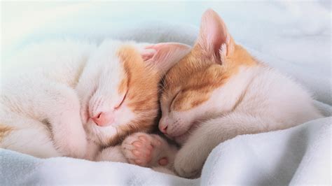 Download Close-up Cute Cuddle Sleeping Kitten Animal Cat Cute Cat HD Wallpaper