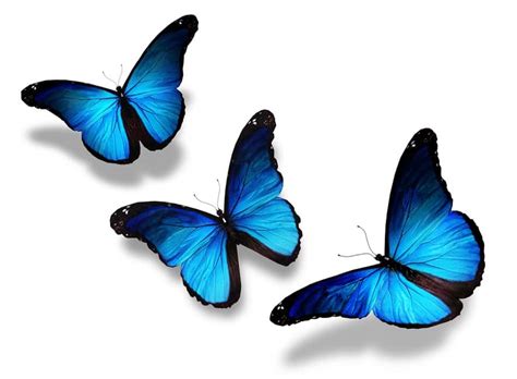 Find Your Blue Butterfly - InternetTIPS.com