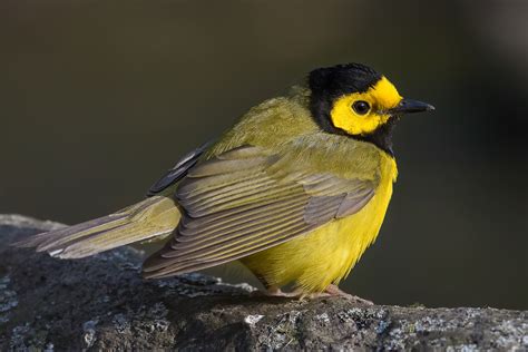 Hooded Warbler (male-spring) – Jeremy Meyer Photography