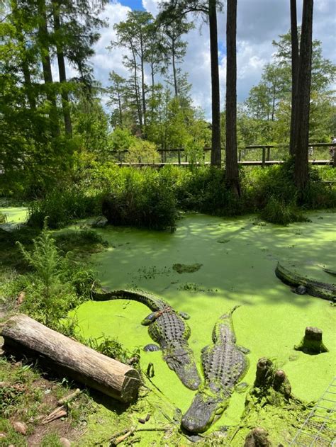 crocodile alligator swamp wetlands nature outdoor outside hike summer ...