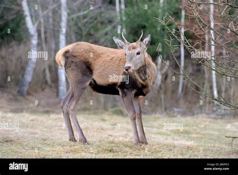 Deer in forest Stock Photo - Alamy