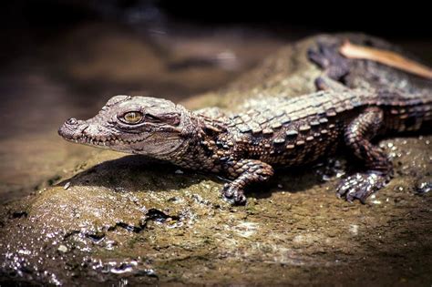 Juvenile Mugger Crocodile Photograph by Paul Williams | Fine Art America