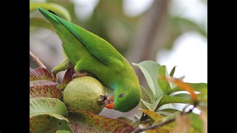 Blue Macaw Diet - YouTube