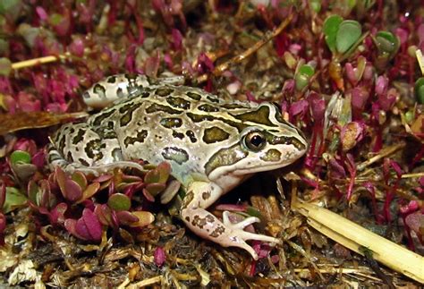 How To Best Care For Your Spotted Marsh Frog