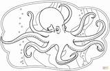 Octopus Coloring Page  Free Printable Coloring Pages sketch template