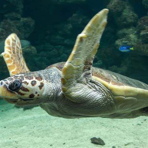 Tell Me About: Sea Turtle Migration – Thompson Earth Systems Institute