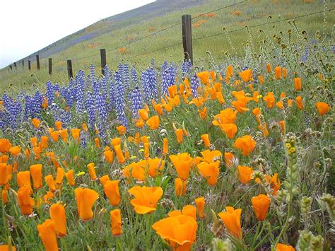 Stunning Wildflower Superbloom Photos From Our Readers – Bay Area Telegraph