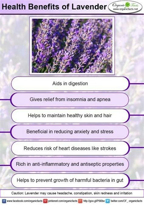Lavender | Lavender benefits, Health benefits, Herbs for health