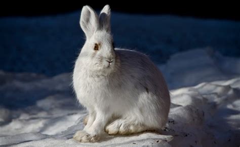 Snowshoe Hare Facts, Habitat, Diet, Call, Adaptations and Pictures