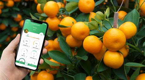 Clarifruit integrates with SAP to optimize fresh produce QC