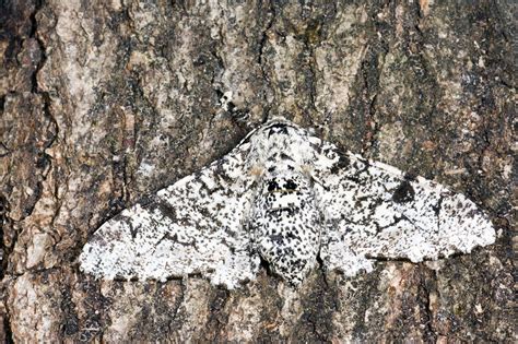 Peppered moth - Stock Image - Z355/1859 - Science Photo Library