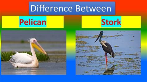 Difference Between Pelican and Stork - YouTube