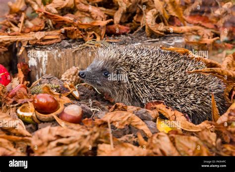 Mrs tiggywinkle hi-res stock photography and images - Alamy