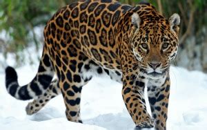 Jaguar Symbolism & Meaning | Spirit Totem Power Animal Messengers