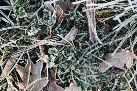 Leaves covered with frost. Visit | Free Photo - rawpixel