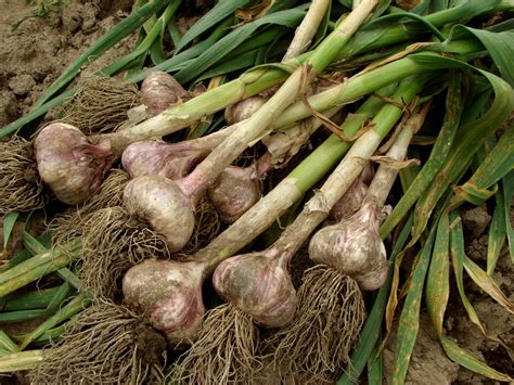 How Does Garlic Grow? – Mother Earth News