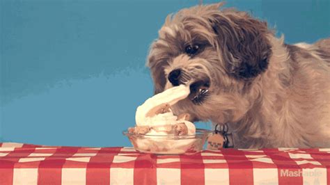 Ice Cream Dog GIF by Mashable - Find & Share on GIPHY