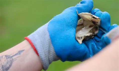 Oyster Shucking 101 | Edible Vineyard