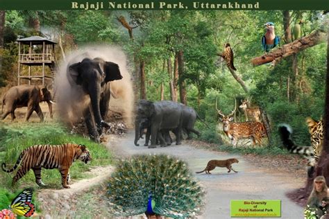 Rajaji National Park, Rajaji National Park Information, on line booking ...