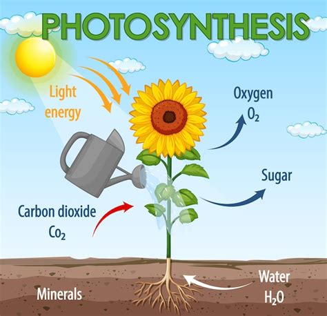 Premium Vector | A vector of plant photosynthesis