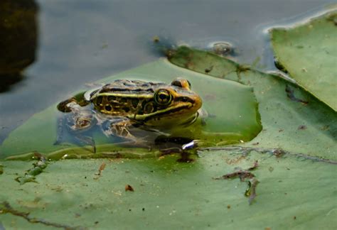 Northern Leopard Frog 101: Physical Characteristics, Habitat, Behavior ...