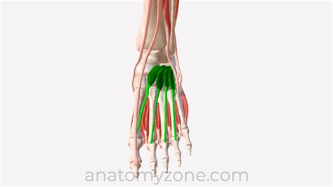 Extensor Hallucis Longus Origin And Insertion