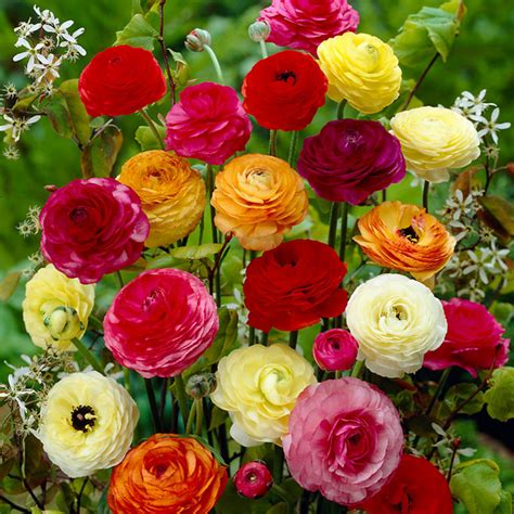 Ranunculus seeds F1 hybrid available seedsnpots.com