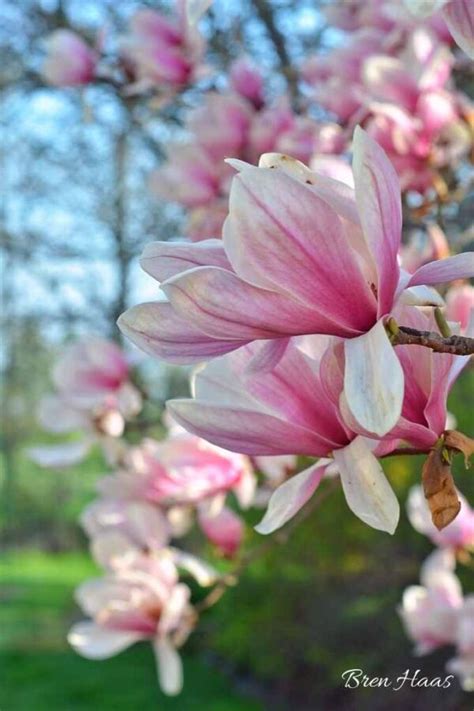 Magnolia Trees in My Ohio Garden – Creative Living with Bren Haas