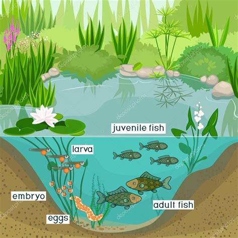 Pond Ecosystem Life Cycle Fish Sequence Stages Development Fish Egg ...