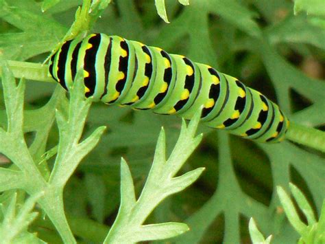 Black Swallowtail Caterpillar Final Stage – Carmel of St. Therese of ...