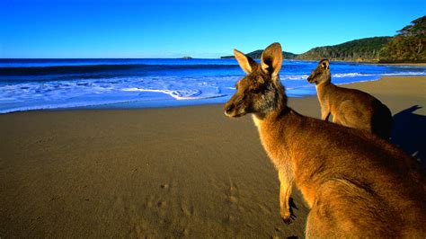 🔥 [140+] Kangaroo Wallpapers | WallpaperSafari