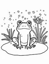 35 Frog Coloring Pages Cute Free Sheets sketch template