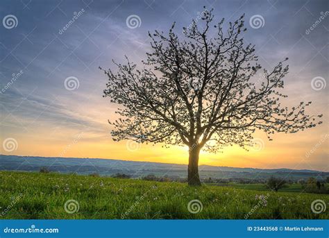 Cherry Blossom Tree At Sunset Stock Photo - Image of blossom, dusk ...