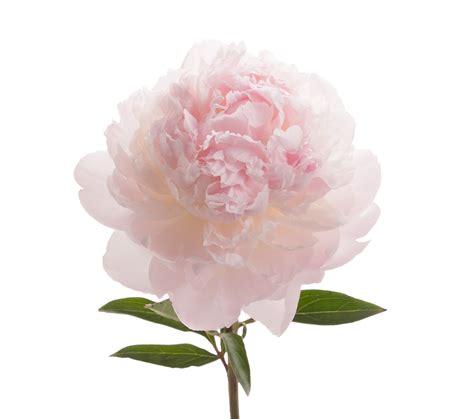 Blush Peonies Flower May Delivery