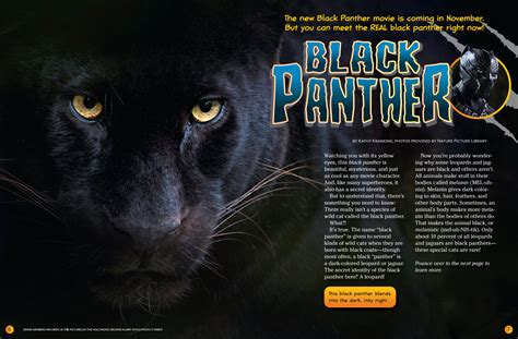 Black Panther Hunting Prey