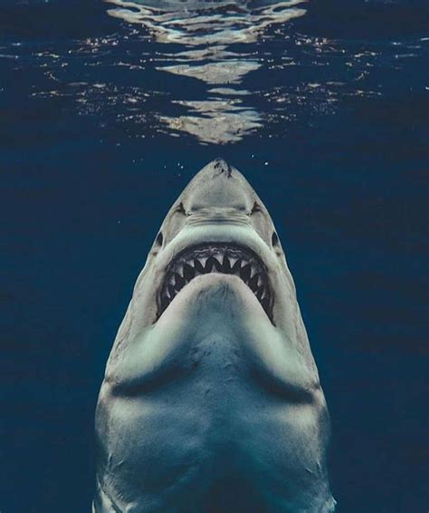 The Great White Shark hunting from below #photo #filler | My Desultory Blog