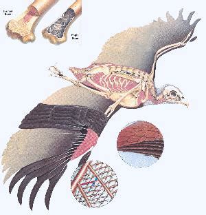 Eagle Muscle Anatomy