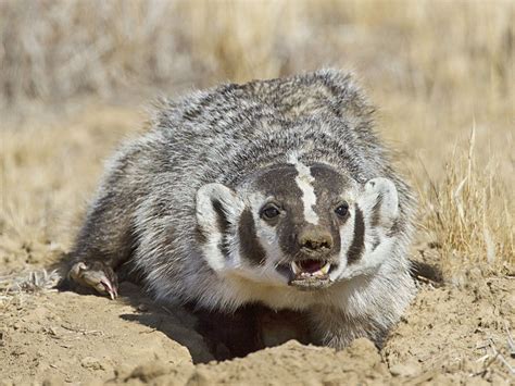 American Badger - Profile | Traits | Facts | Skull | Habitat | Angry ...