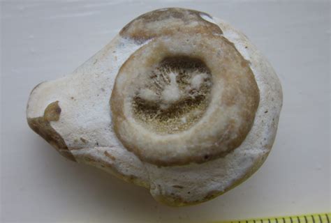 Pseudofossils? - Fossil ID - The Fossil Forum