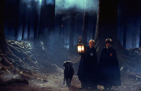 Forbidden forest - Harry Potter Photo (19401712) - Fanpop