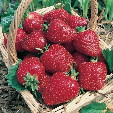 Strawberry Varieties