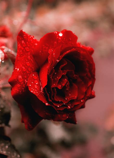 Rose Full HD Wallpapers - Top Free Rose Full HD Backgrounds - WallpaperAccess