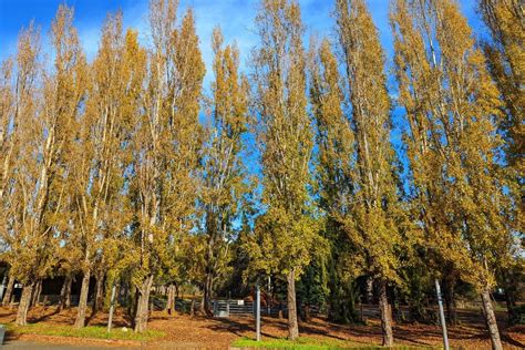 Poplar, Cottonwood, Aspen (Populus) - a quick guide w/ photos.