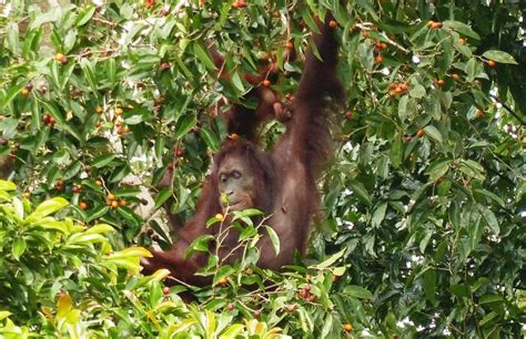 Where to See Orangutans in Borneo: A Complete Guide - Stoked To Travel