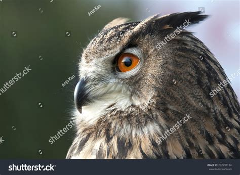 Owl ears Images, Stock Photos & Vectors | Shutterstock