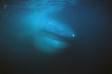 Blue Whale Filter Feeding Sea Of Cortez Photograph by Hiroya Minakuchi - Pixels