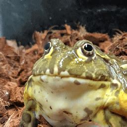 American Green Tree Frog Diet?? : r/frogowners