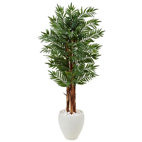 5 Parlor Palm Tree in White Oval Planter - Walmart.com - Walmart.com