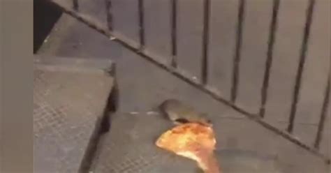 NYC pizza rat becomes Internet sensation