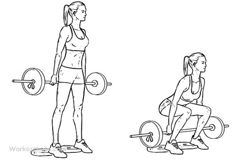 Barbell Hack Squat | Illustrated Exercise guide - WorkoutLabs